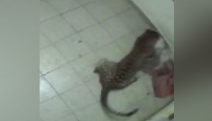 Tamil Nadu: Leopard enters house, kills pet dog in Ooty