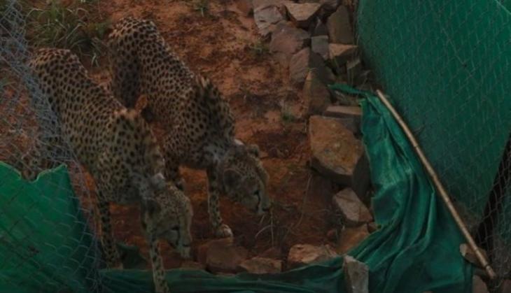 PM Modi delighted over release of 2 cheetahs in Kuno National Park's bigger enclosure