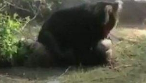 Sloth bear attack in Tamil Nadu leaves 3 Injured; watch chilling video