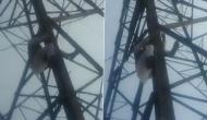AAP leader Haseeb-ul-Hasan climbs transmission tower after party denies him ticket [WATCH]