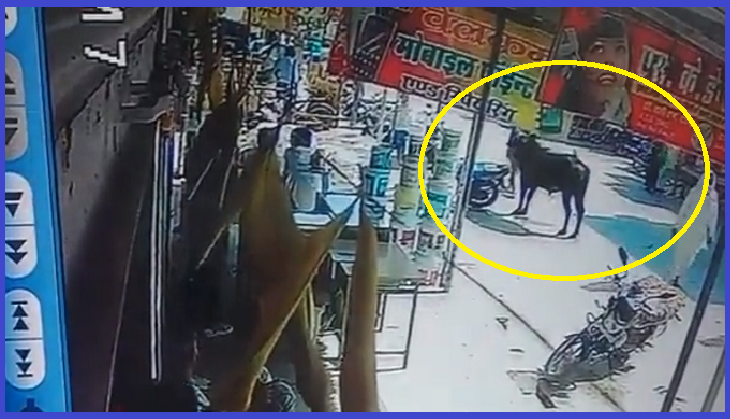 VIRAL VIDEO: Stray bull attacks foreign tourist in Rajasthan, tosses her in air