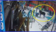 VIRAL VIDEO: Stray bull attacks foreign tourist in Rajasthan, tosses her in air