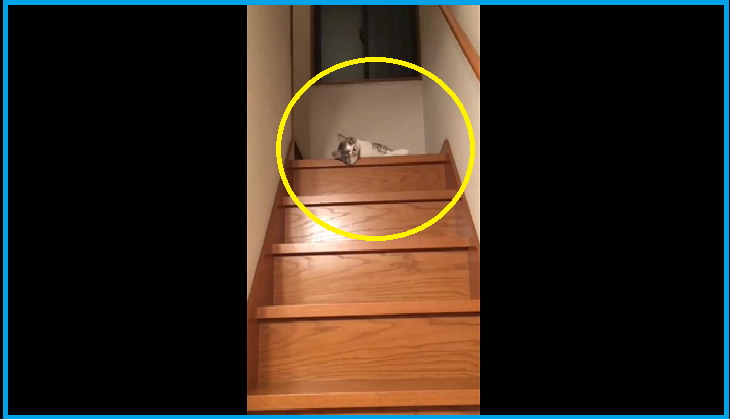 This cute cat beats pandas on laziness, watch viral video