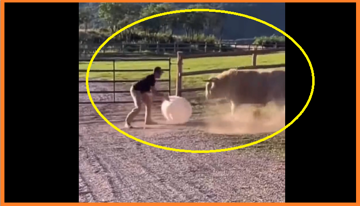 Man plays fetch with …..Bull?, Watch viral video here