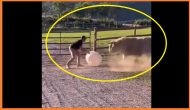 Man plays fetch with …..Bull?, Watch viral video here