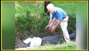 Watch: Elderly tried to catch giant alligator with towel, but…