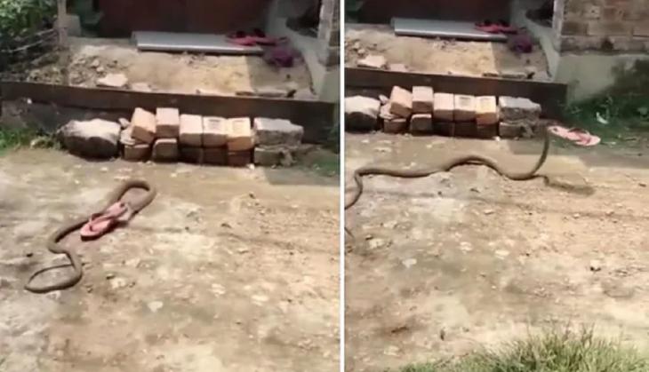 Snake slithers away with slipper; know hilarious reason here [WATCH]