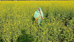 Earning lakhs from mustard farming: A success story of Rajasthan woman farmer 