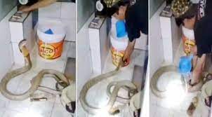 Man gives bath to cobra in viral video; internet shocked [Watch]