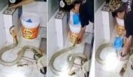 Man gives bath to cobra in viral video; internet shocked [Watch]
