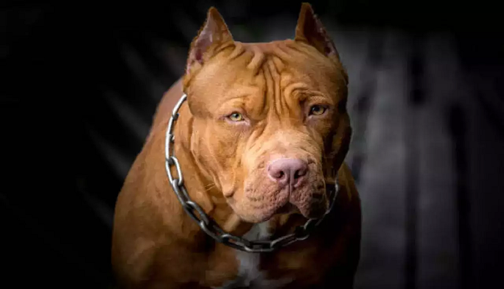 Pitbull attacks 9-year-old child in Haridwar