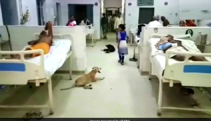 'No Free Roaming Dogs' zones should be created to manage threat to lives at hospital premises: Doctors suggest