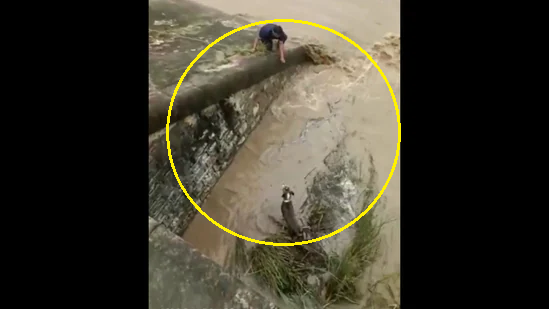 Viral Video: Man rescues poor dog stuck in dam; internet showers praise