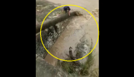 Viral Video: Man rescues poor dog stuck in dam; internet showers praise