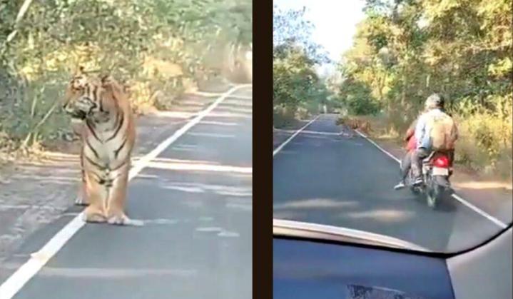 Bikers get lucky escape as they encounter tiger on road; watch viral video