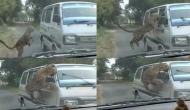 Assam: 13, including 3 forest staff injured in leopard attack; Watch video here