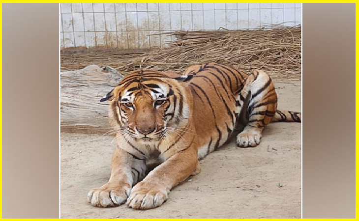 Lucknow Zoo star tiger ‘Kishan’ dies of cancer