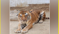 Lucknow Zoo star tiger ‘Kishan’ dies of cancer