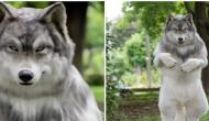 Japanese man spends Rs 18 lakh to look like wolf