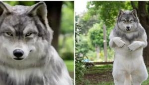 Japanese man spends Rs 18 lakh to look like wolf