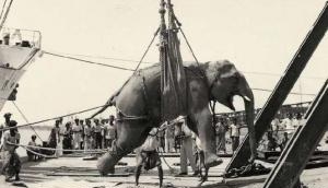 Tragic Story of Mary the Elephant: A dark chapter in American history