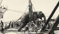 Tragic Tale: A Dark Moment in American Circus History