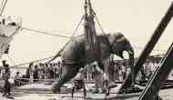 Tragic: The Hanging of Mary the Elephant