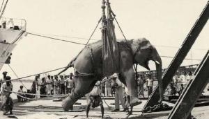 Tragic: The Hanging of Mary the Elephant