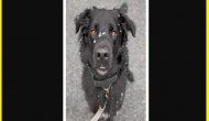 Watch: Dog's unique way of enjoying his first snowfall of the year delights internet
