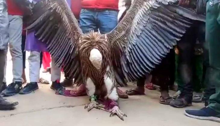 Rare Himalayan Griffon Vulture captured from Kanpur cemetery [WATCH]