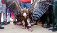 Rare Himalayan Griffon Vulture captured from Kanpur cemetery [WATCH]