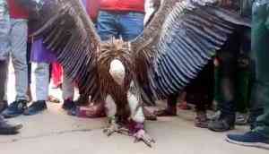 Rare Himalayan Griffon Vulture captured from Kanpur cemetery [WATCH]
