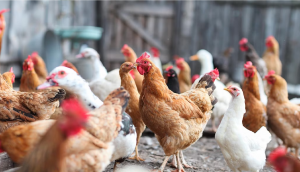 Avian Influenza Outbreak: Japan kills 10 million birds to stop bird flu spread