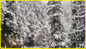 Watch: Kashmir, Himachal turn into winter wonderlands after fresh snowfall; weather forecast