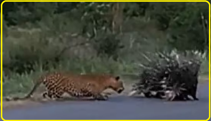 Wildlife Showdown: Porcupine parents bravely protect baby from leopard attack [Dramatic Video]