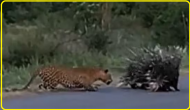 Wildlife Showdown: Porcupine parents bravely protect baby from leopard attack [Dramatic Video]