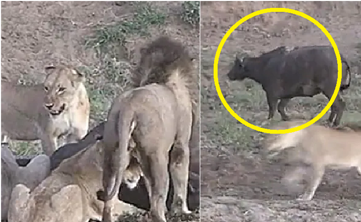 Lucky Escape: Watch Buffalo miraculously escapes from pride of lions trying to kill it