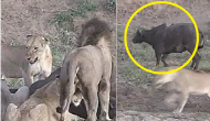 Lucky Escape: Watch Buffalo miraculously escapes from pride of lions trying to kill it