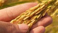Winter tolerance in rice dependent on codon patterns: Study