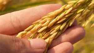 Winter tolerance in rice dependent on codon patterns: Study