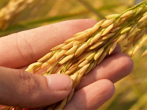 Winter tolerance in rice dependent on codon patterns: Study