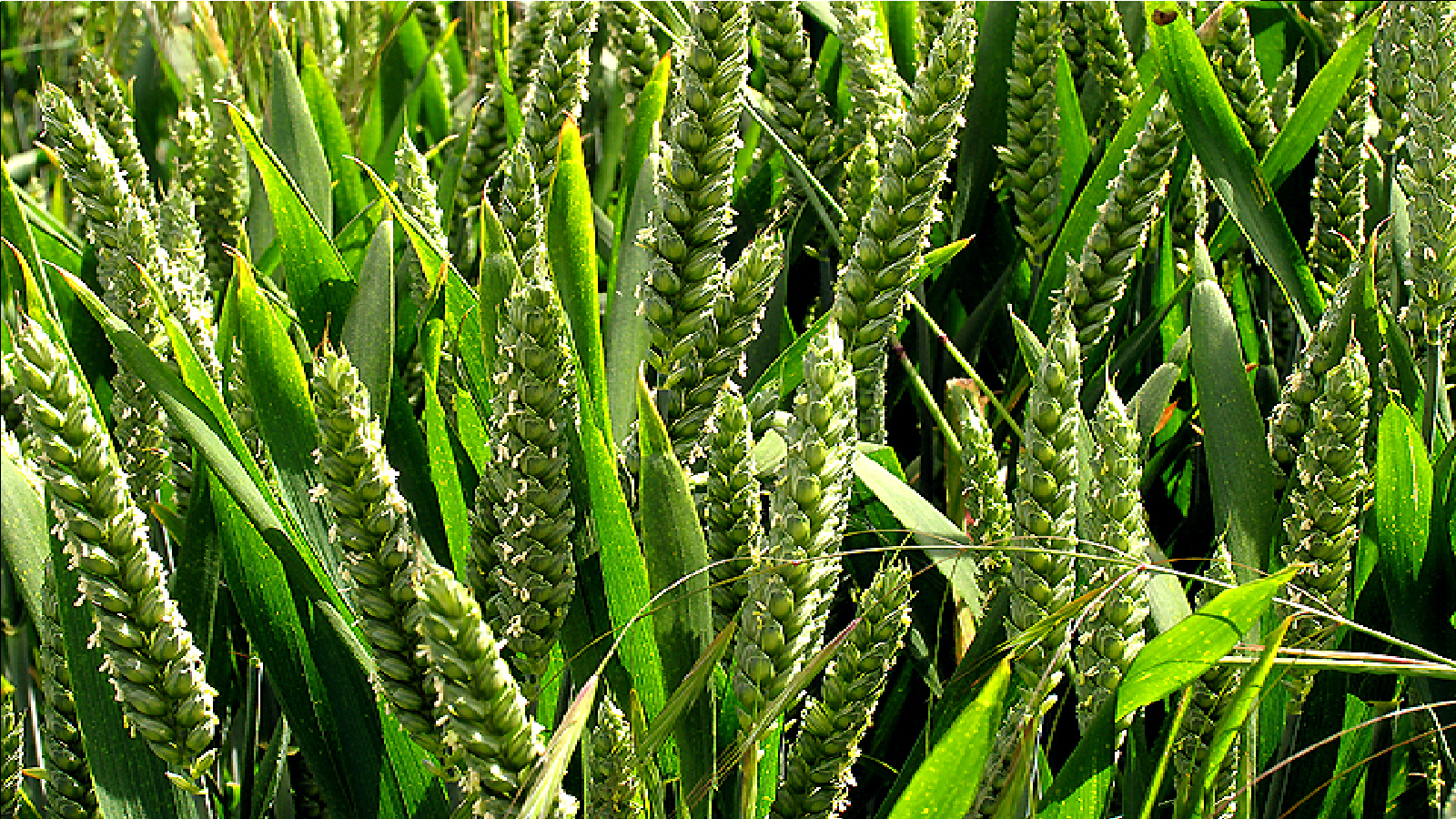 Rajasthan: Dausa Farmers struggle with wheat production