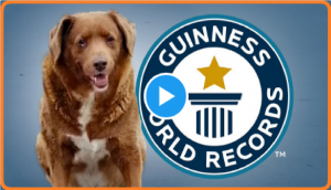 Meet Bobi, the dog who breaks Guinness World Record for oldest pooch ever