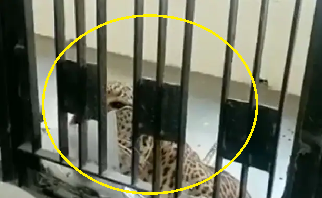 On Video: Leopard enters court premises in Ghaziabad, injured many