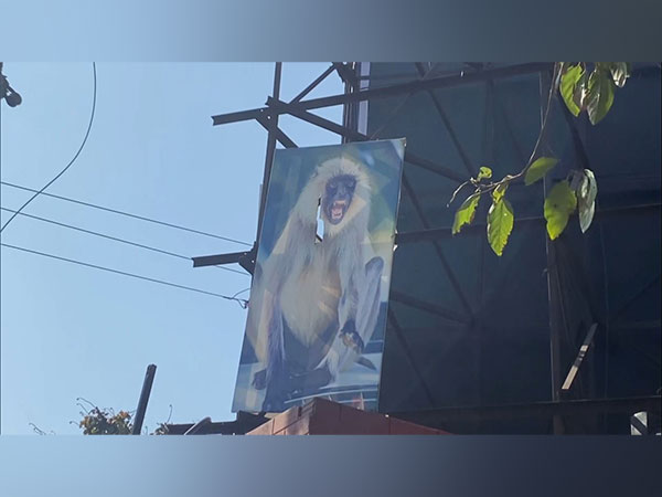 Langur posters, sensor machines installed to combat monkey menace in UP's Moradabad