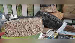 Karakul: A unique symbol of Kashmiri culture and tradition