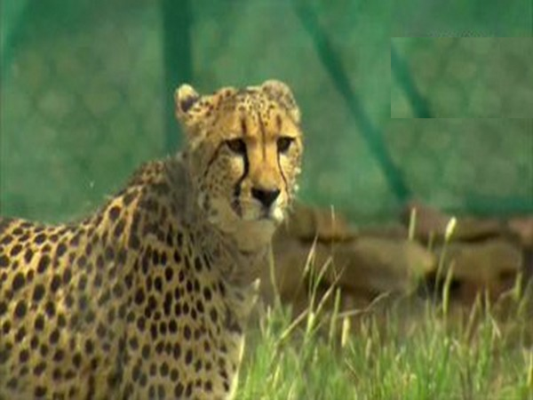 Cheetah from South Africa to land in India on Feb 18 through IAF plane