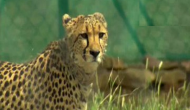 Cheetah from South Africa to land in India on Feb 18 through IAF plane