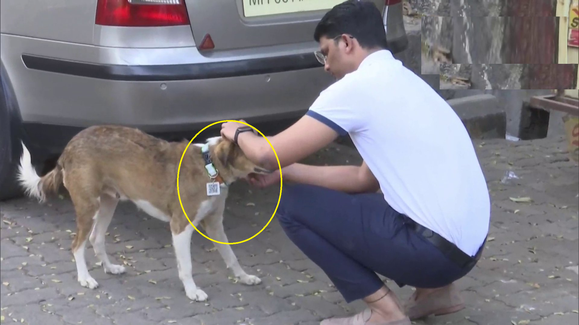 why are there blue dogs in mumbai