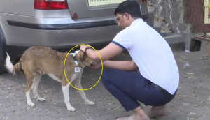 Mumbai man makes QR tags to locate street dogs